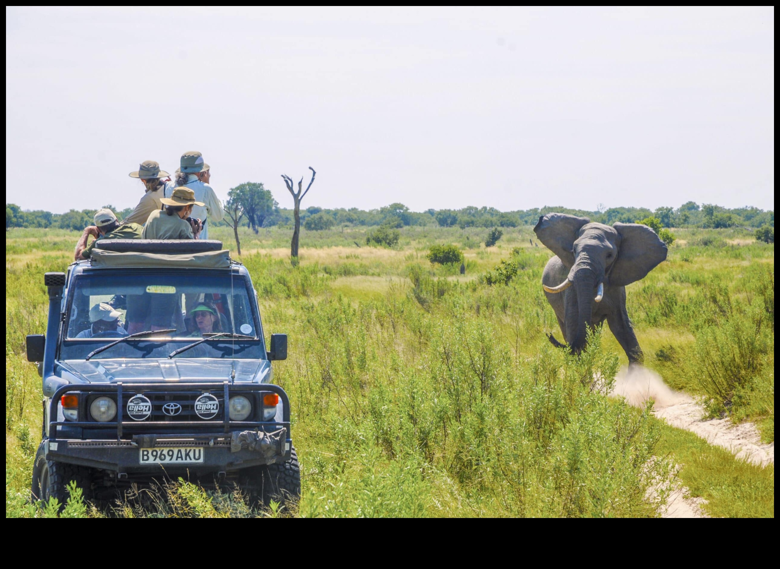 Safari urban: explorarea sălbăticiei în moda urbană