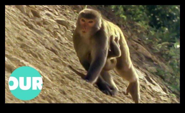 Safari urban: explorarea sălbăticiei în moda urbană