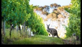 Subtire Safari O abordare modernă a explorării sălbăticiei 6 Safari urban: explorarea sălbăticiei în moda urbană