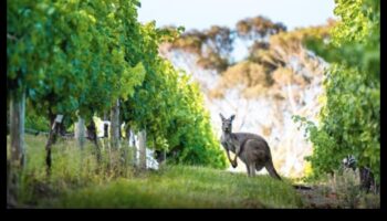 Safari urban: explorarea sălbăticiei în moda urbană